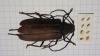 Aegosoma scabricorne